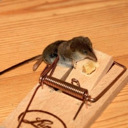 Souris Max Noir