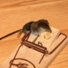 Souris Max Noir