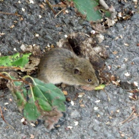 Souris Kreol Rouge