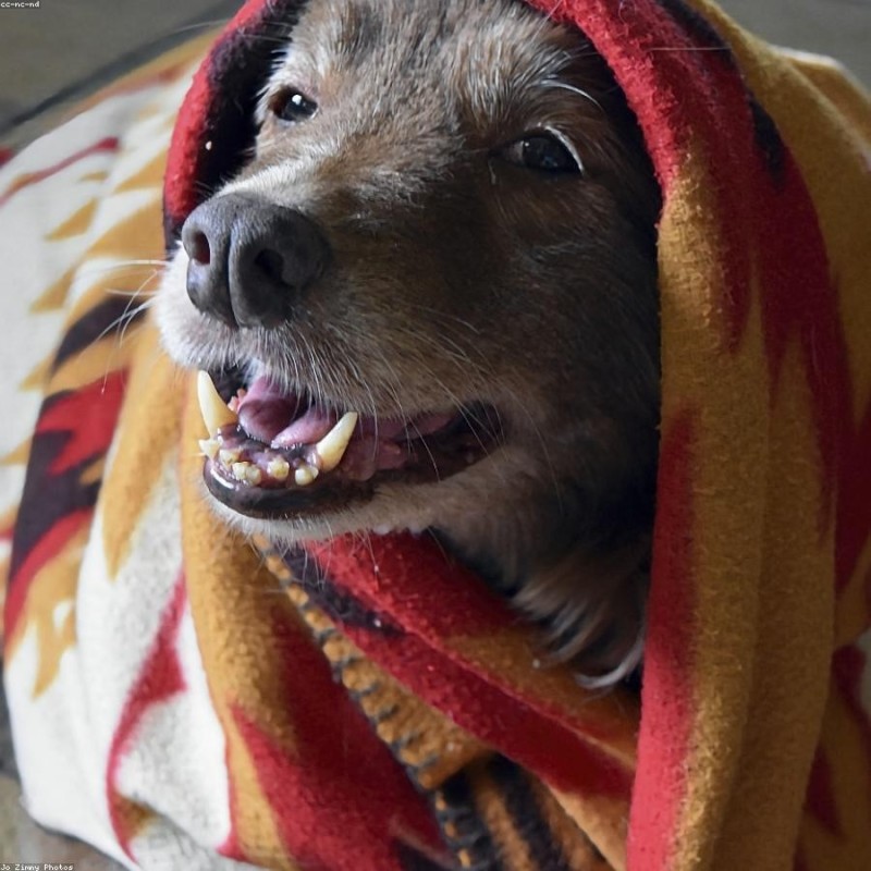 Plaid Max Beige